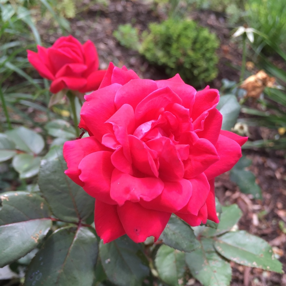 Meet your Posher, Shaila